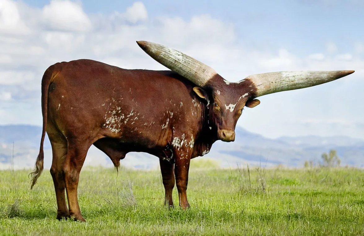 Дикий бык 4 букв сканворд. Африканская корова ватусси. Бык ватусси. Бык породы ватусси. Ватусси дикий бык.