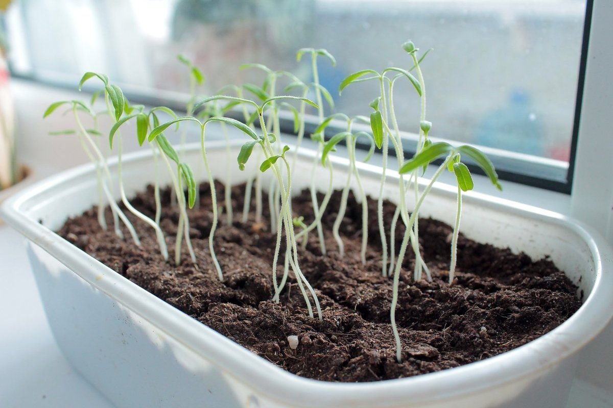 Как выглядит вытянутая рассада. Перерастание рассады. Рассада. Вытянутая рассада огурцов. Рассада.