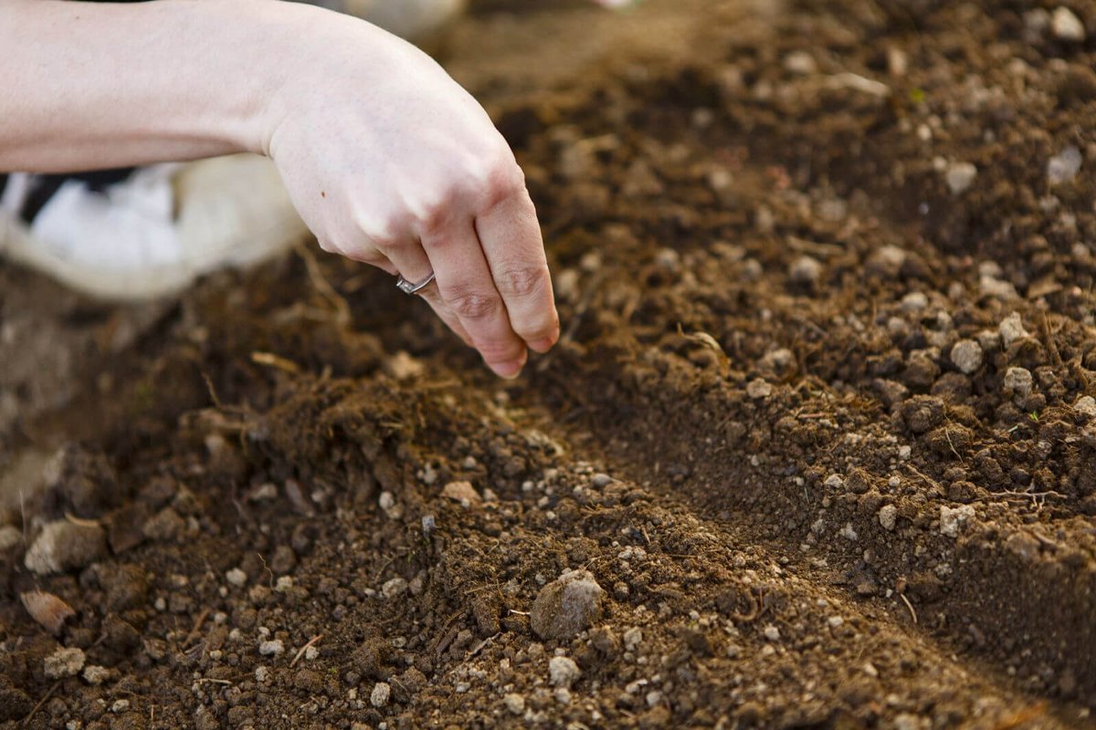 Можно сейчас высаживать. Посадка алиссума семенами в открытый грунт. Почва посев семян. Посадка семян в почву. Семена для посева.