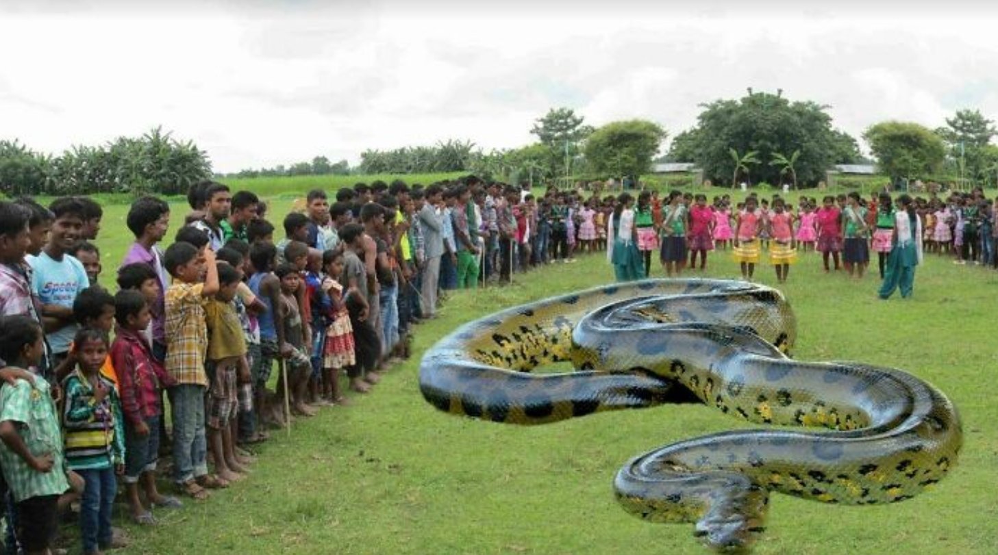 Сколько метров змея. Анаконда змея. Самая большая Анаконда в мире.