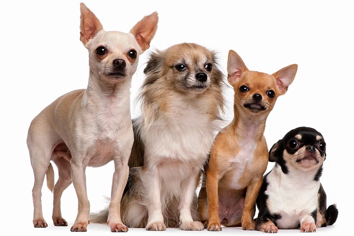 Стандарты собак породы чихуахуа