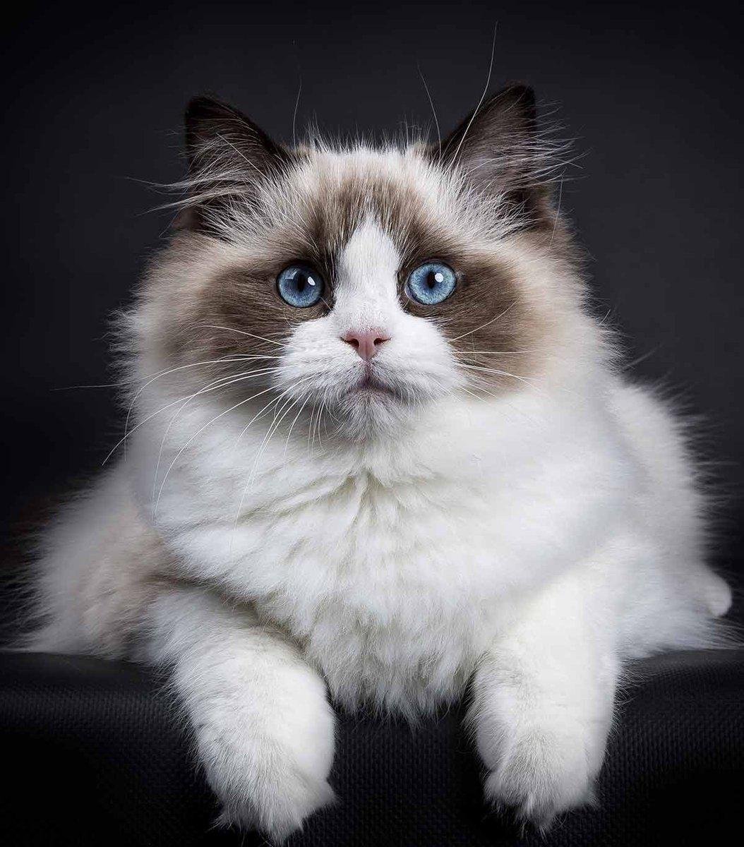 Самая красивая порода кошек в мире фото