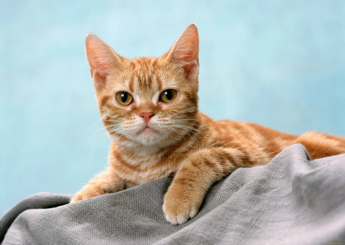 Американская короткошёрстная кошка рыжая