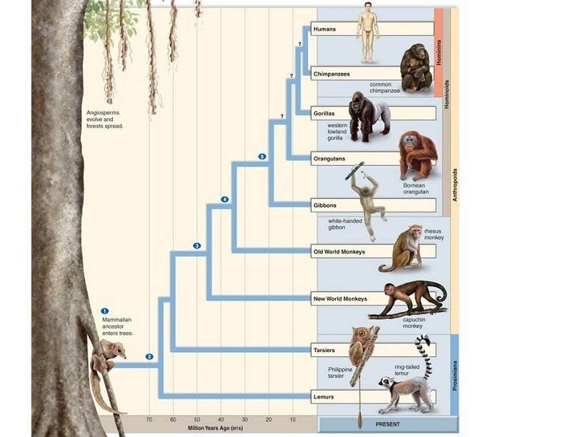 Схема эволюции приматов дробышевский