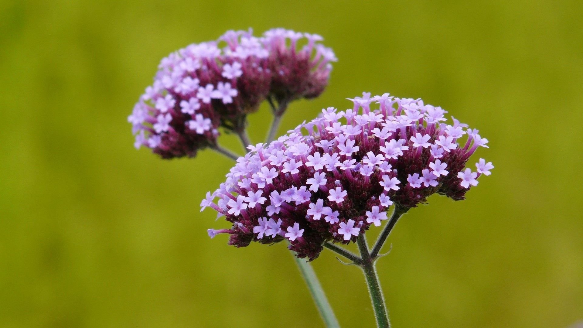 Трава вербены лекарственной. Вербена bonariensis. Verbena officinalis. Вербена медонос. Вербена лекарственная (Verbena officinalis).