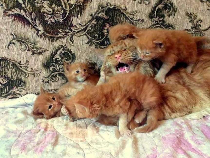 Будни животных. Путин милые фото с котятами. Смешные фото с животными 2022. Будни животных. Смешные большие кошки.