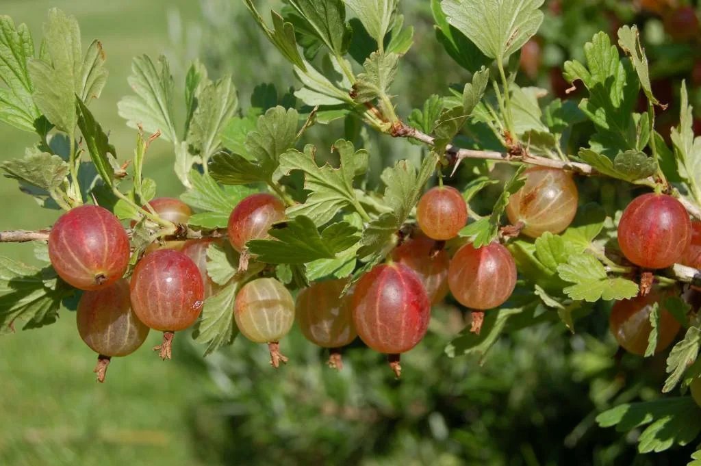 Крыжовник (ribes uva-crispa). Рос крыжовник. Сферотека крыжовника. Сорт крыжовника защитник. Крыжовник хиннонмаки красный.