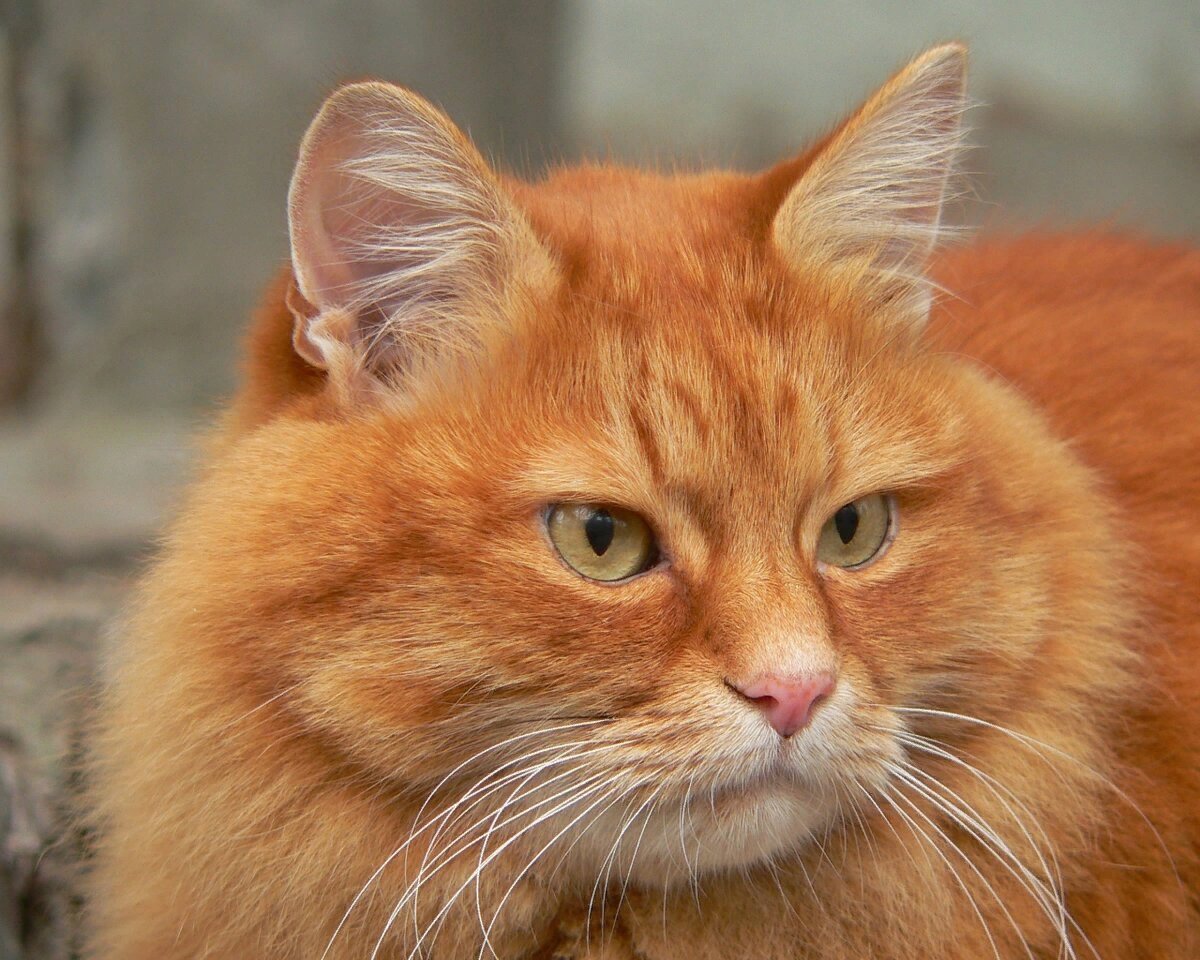 Если бы дарт вейдер выжил фанфик. Рыжие волосы. Выжий. Большой рыжий кот мейн кун. Иван комиссаров друг дзюбы.