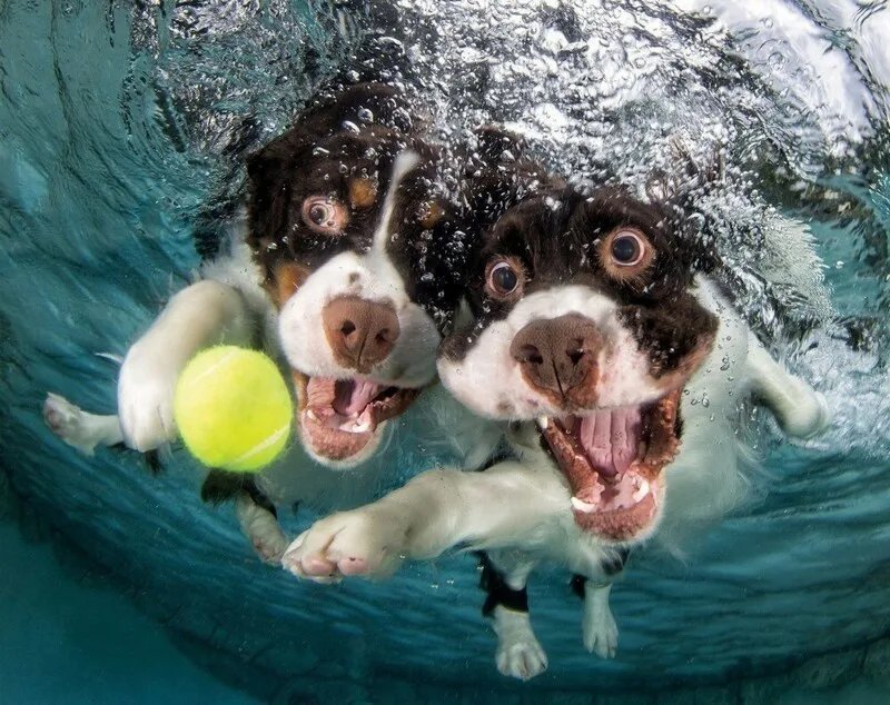 Веселая вода. Underwater Dogs Seth Casteel. Сет Кастил. Фотограф сет Кастил. Позитивные собаки.