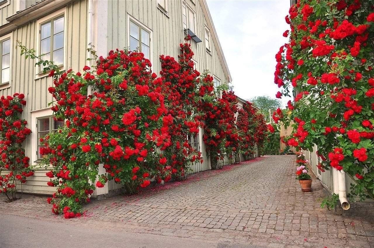 Цветочная изгородь