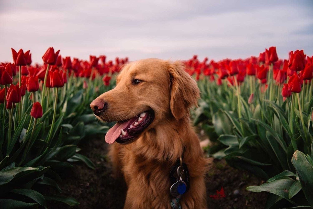 Пес на поле тюльпанов