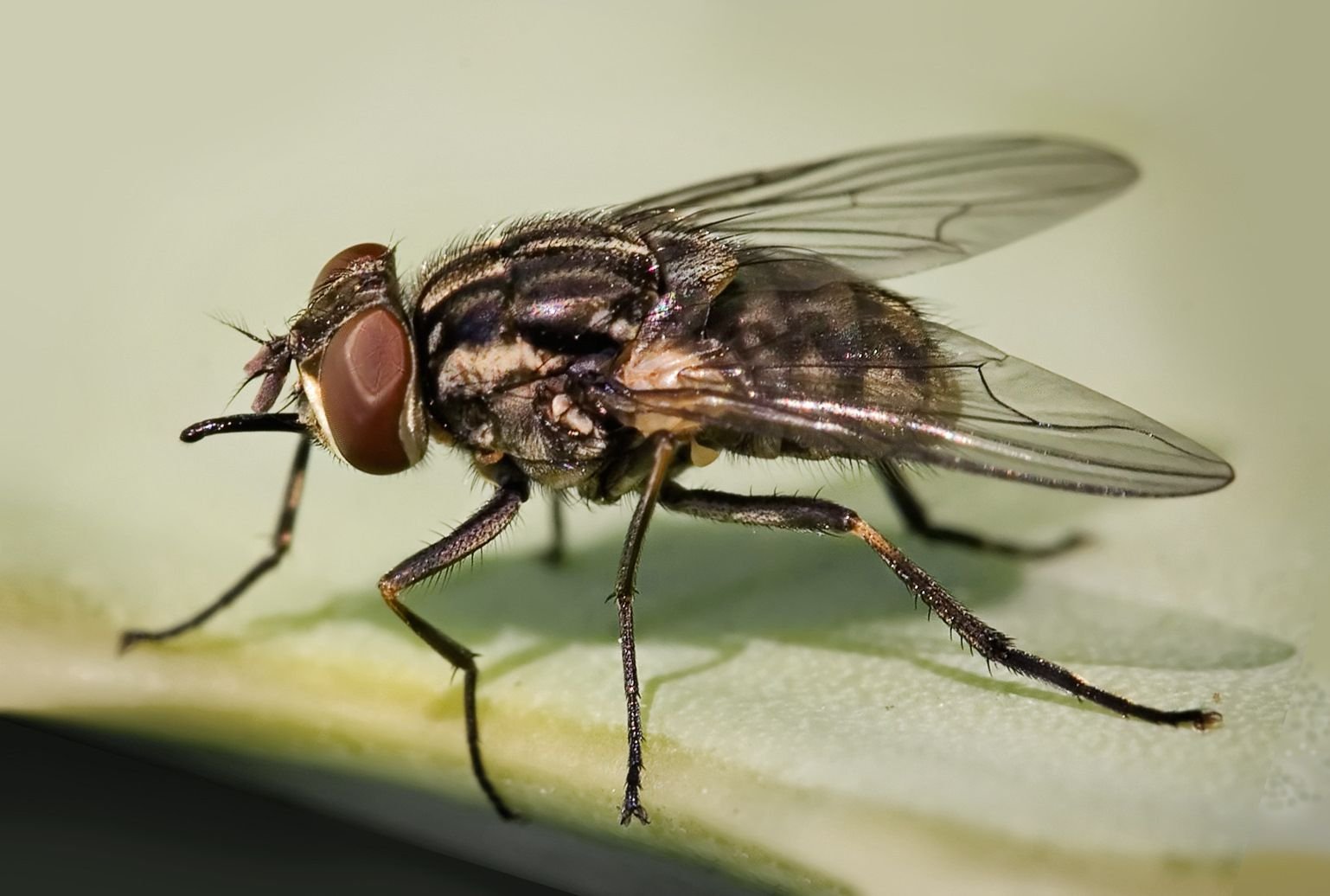 Муха насекомое. Муха осенняя жигалка. Осенняя жигалка (Stomoxys Calcitrans). Stomoxys Calcitrans Муха- жигалка. Муха жигалка фото.