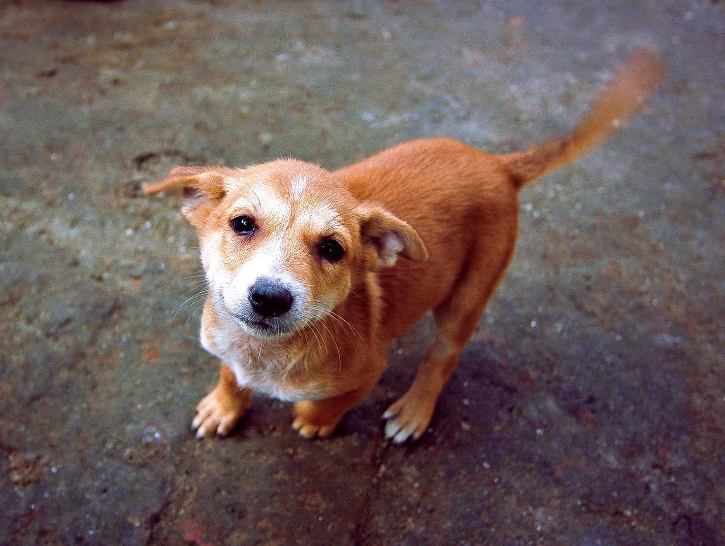 Tail wagging. Хвост виляет собакой. Собака машет хвостом. Щенок виляет хвостиком. Собачка машет хвостиком.