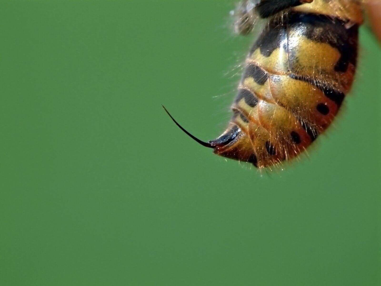 Жалит пчела фото