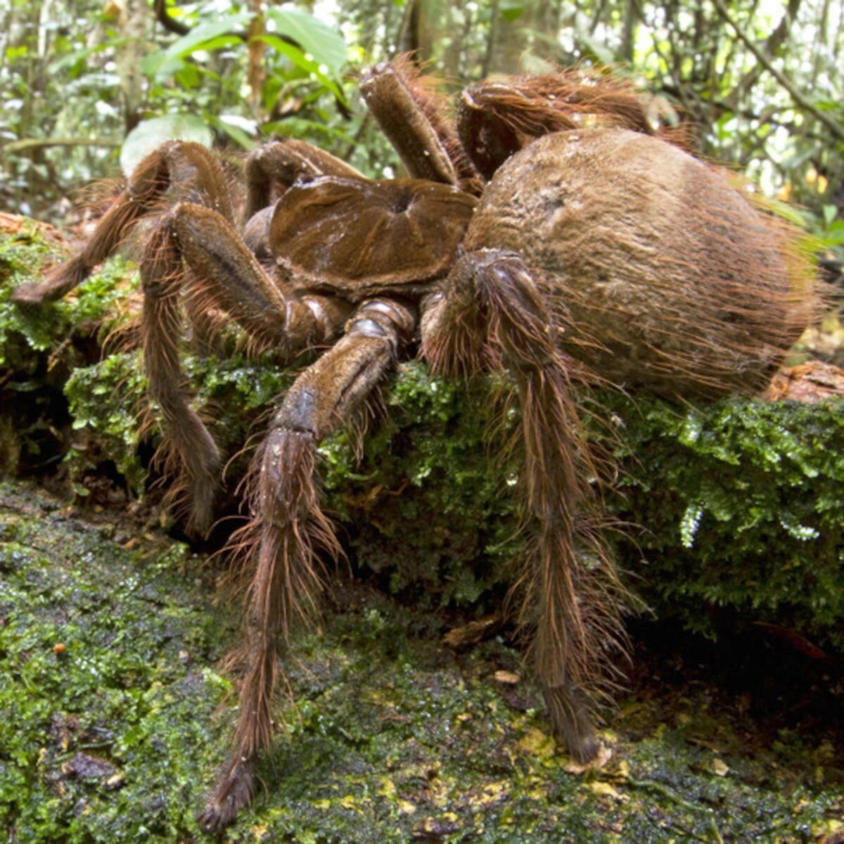 Арагог паук Австралия