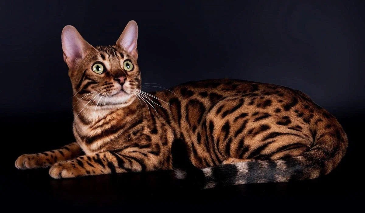 Бенгальская кошка характер и поведение и особенности фото