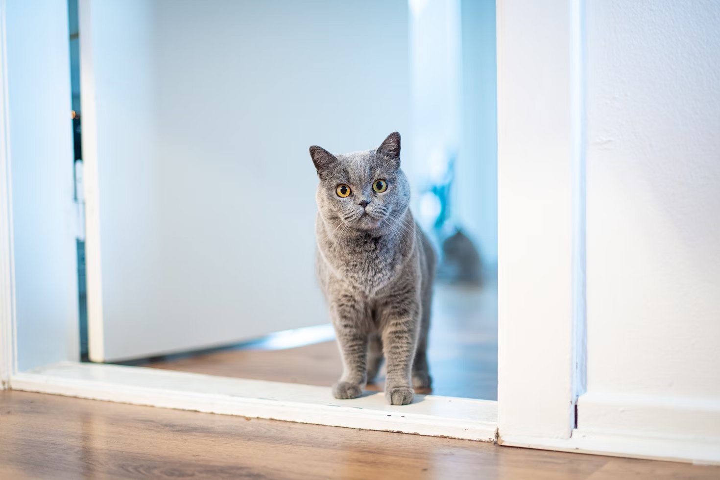 Котик стоит. Кошка. Кошка мурлычет. Кошка возвращается домой. Cat standing.