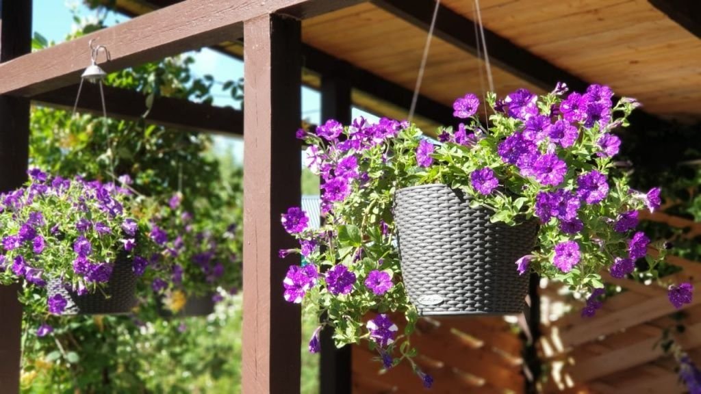 Петуния изи вейв в вазонах. Петуния береника. Петуния ирен. Петуния анита. Петуния ампельная.