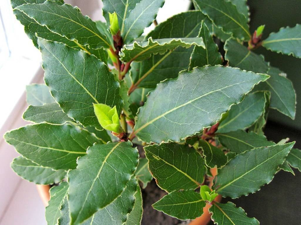 домашний лавровый лист. домашний лавровый лист. домашний лавровый лист. лавровое дерево лаврушка. домашний лавровый лист.