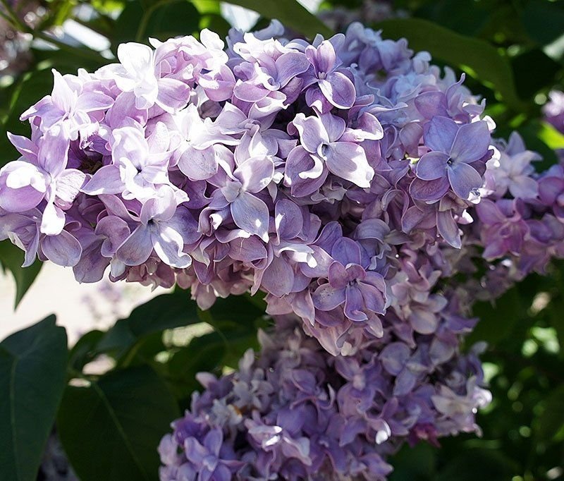 Сорта сирени. Сирень обыкновенная Syringa vulgaris 