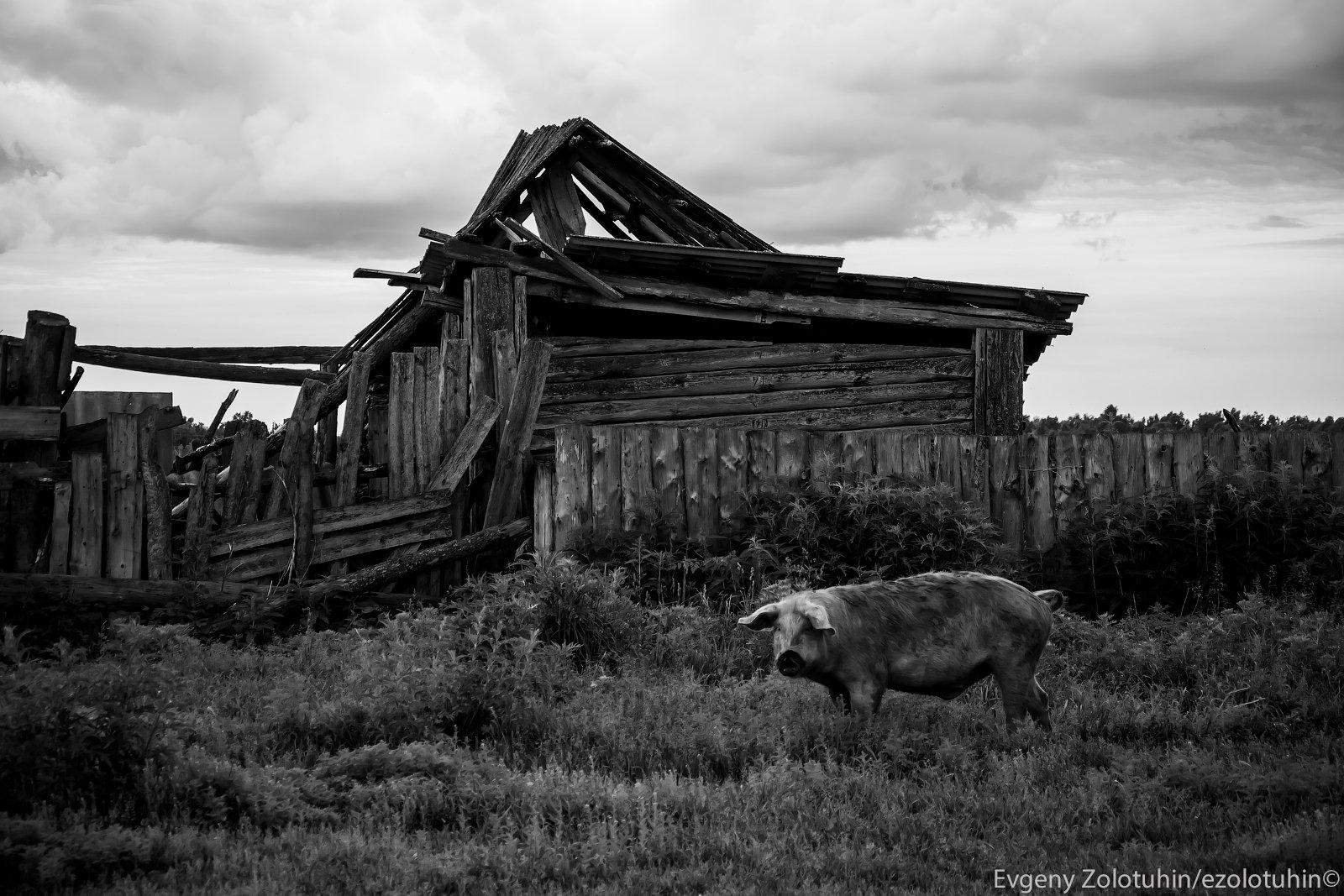 Заброшенные села урала. Заброшенные деревни урала. Заброшенные деревни вологодчины. Осень в деревне. Мертвая деревня.