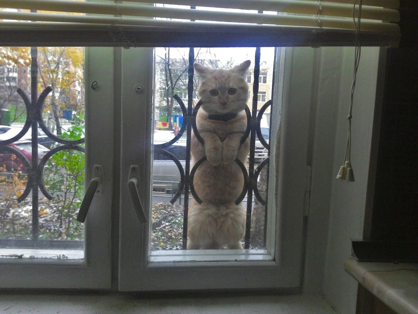 Открывай мне дверь давно пришла я. Котик у окна. Пластиковые окна приколы. Кот стучит в окно. Кот просится в окно.