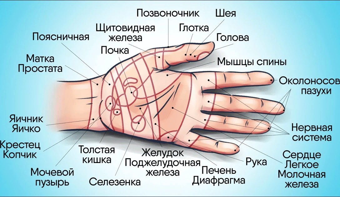 Массаж железа. Су Джок терапия ладонь. Точки Су Джок на ладони. Су Джок точки на руке. Точечный массаж Су Джок.