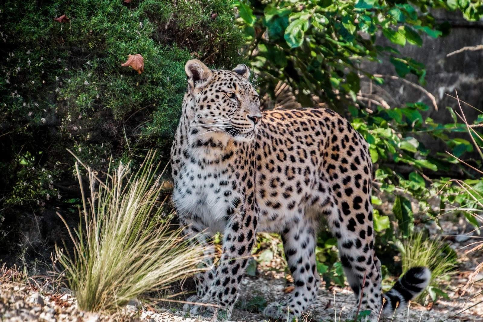 Leopard. Переднеазиатский леопард ареал. Переднеазиатский гепард. Местообитание леопарда. Леопард гепард в дикой природе.