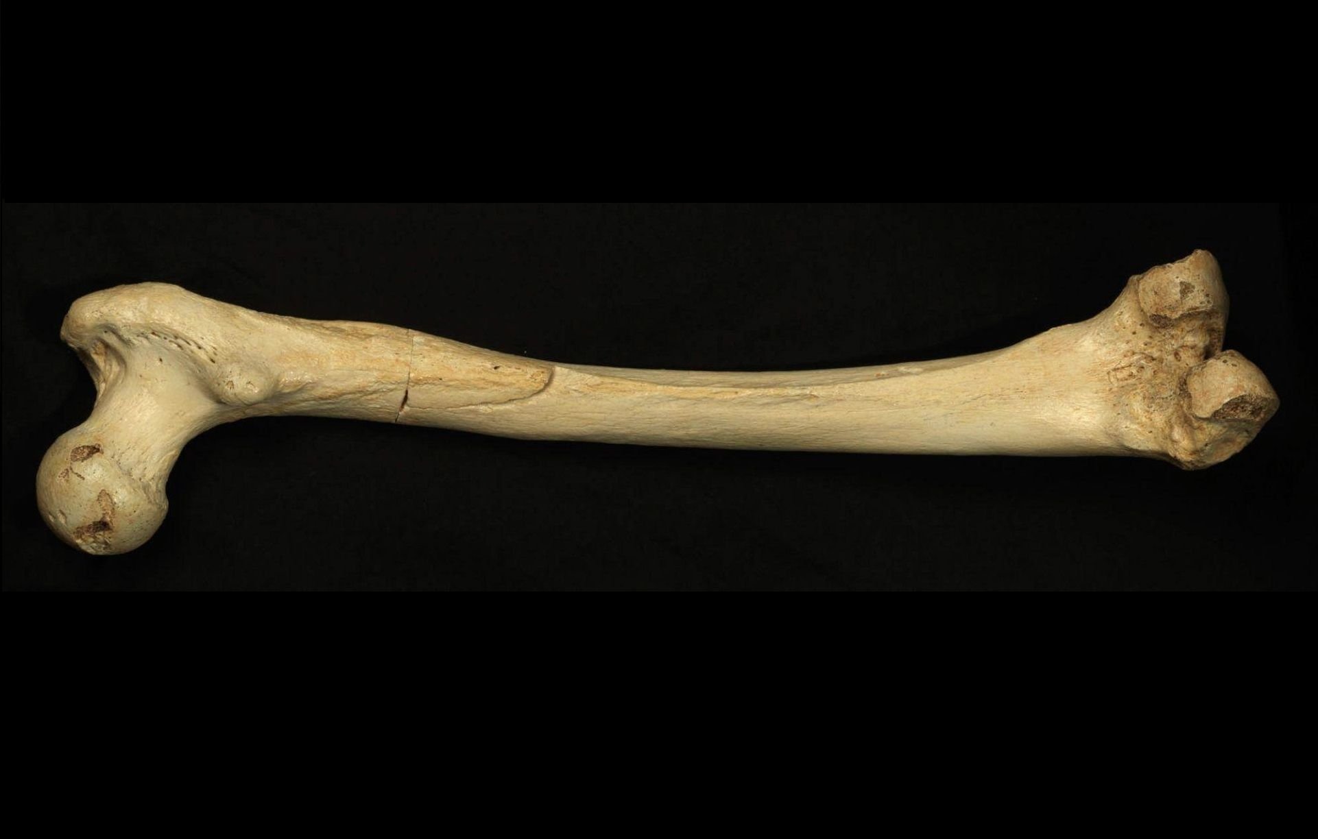 Elder bone. Кость. Длинные кости. Бедренная кость черный фон.