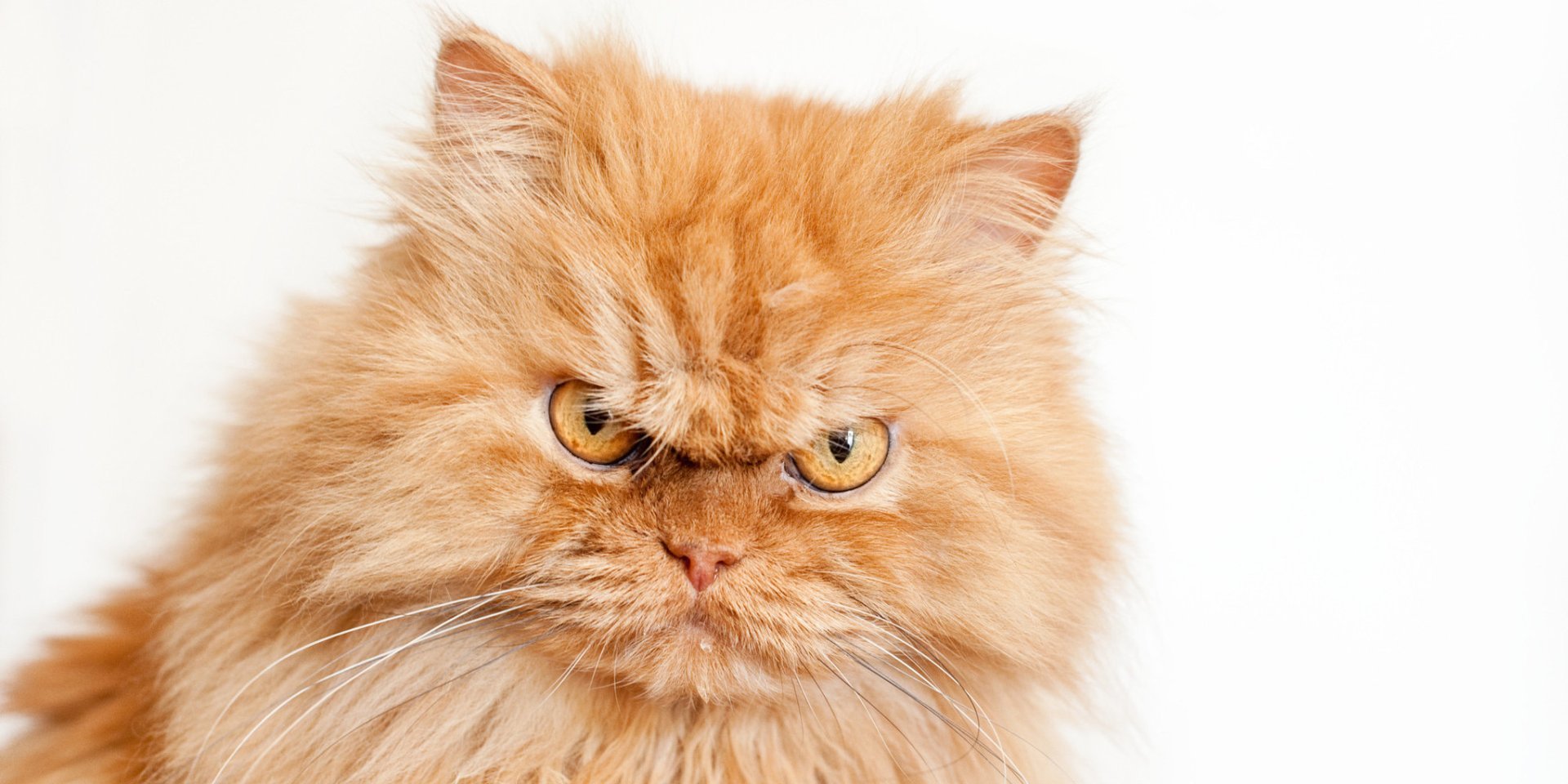 Злой персидский кот