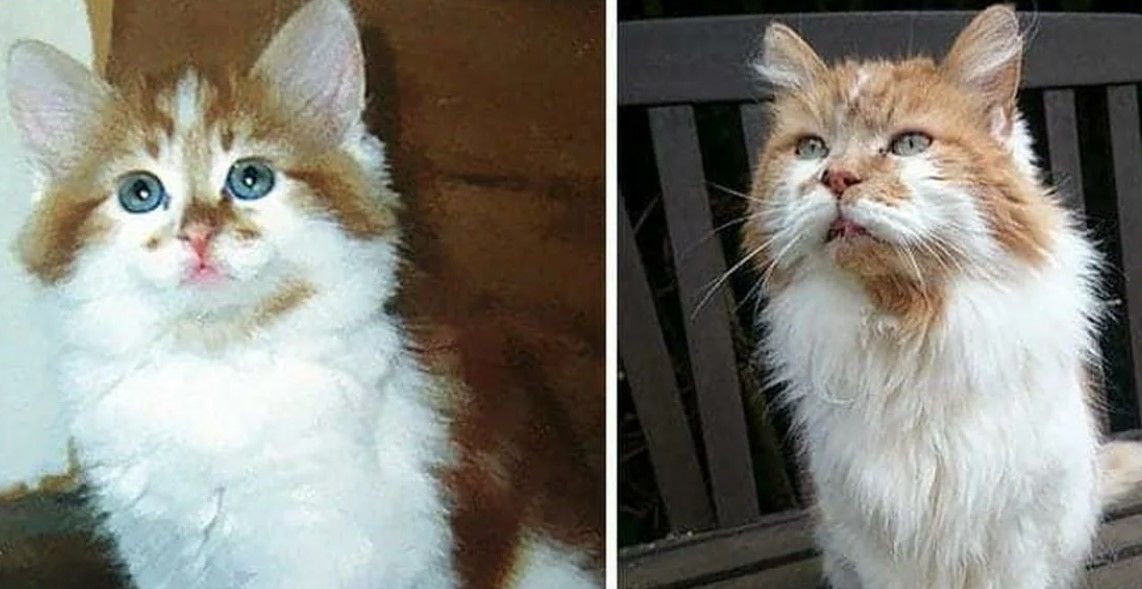 тиффани кошка.