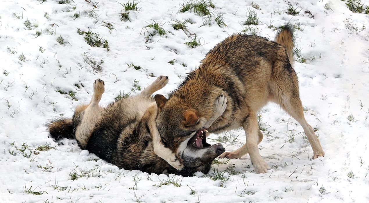 Сонник нападающий волк