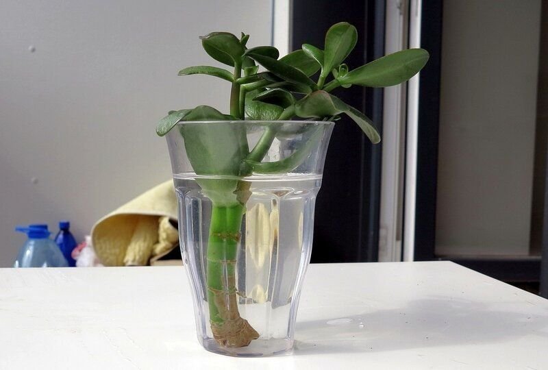 Толстянка росток. Как вырастить дерево из отростка. Толстянка денежное дерево отросток. Толстянка денежное дерево отросток. Росток лимона из косточки.