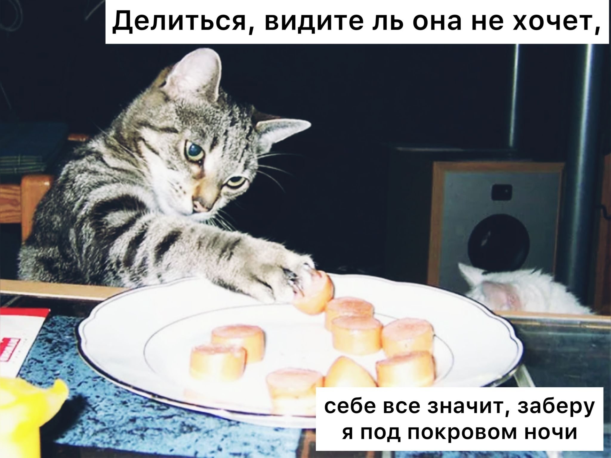 Не жалко отдать. Кошка без еды. Коты воришки фото. Письмо коту воришки.