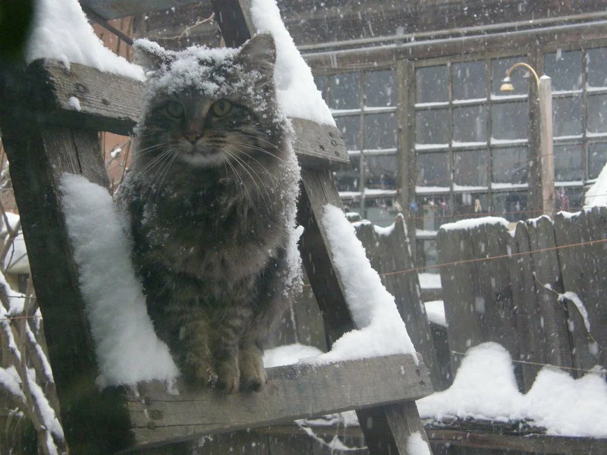 Кошка зимой на улице