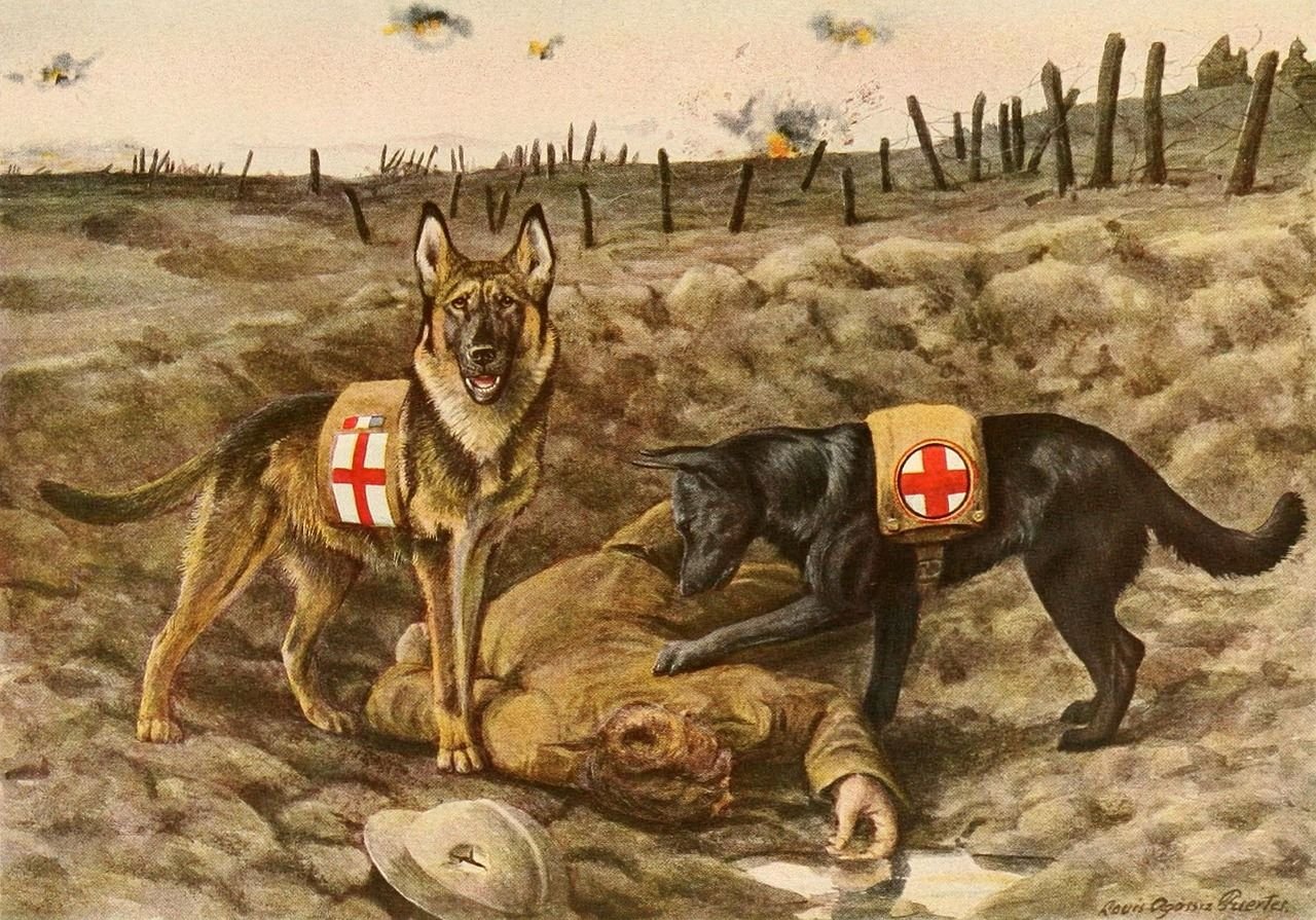 Собаки санитары на войне 1941-1945