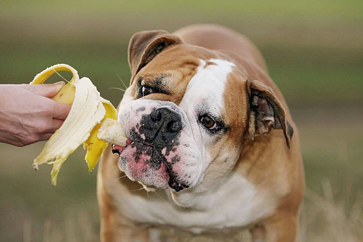 Почему собака жрет. Собака ест банан. Континентальный бульдог. Английский бульдог кушает.