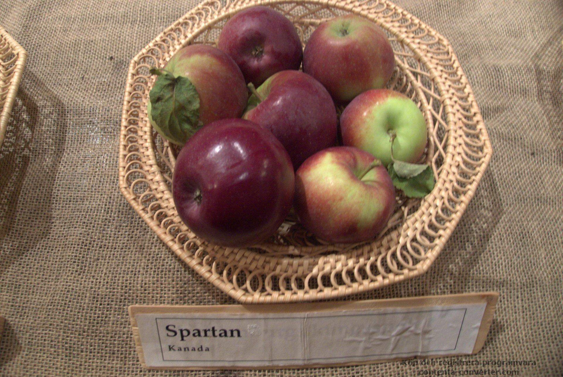 Спартан яблоко в разрезе
