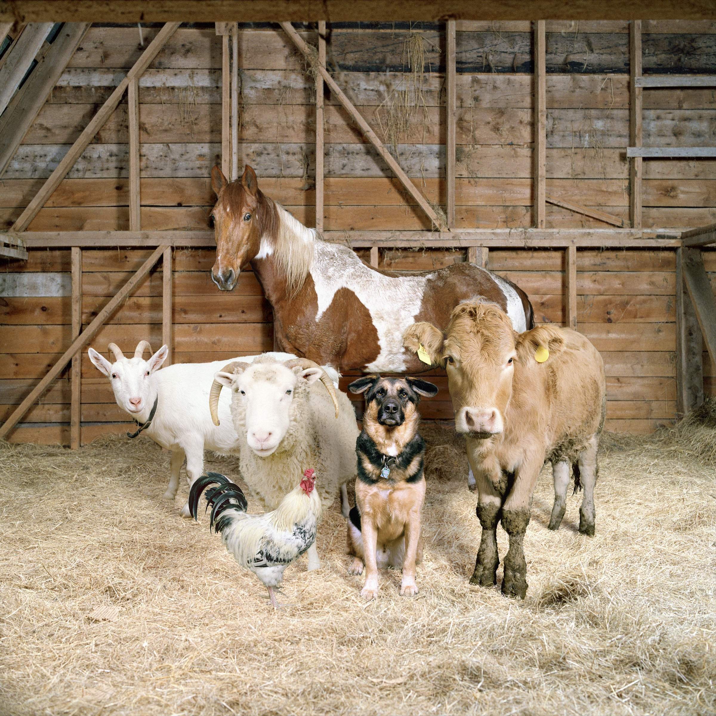 Лошади коровы и куры. Домашние животные на ферме. Деревенские животные. Домашние животные в деревне. Домашние сельскохозяйственные животные.