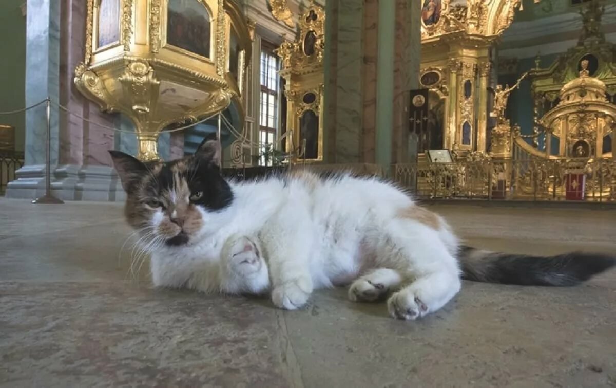 Кошка в храме