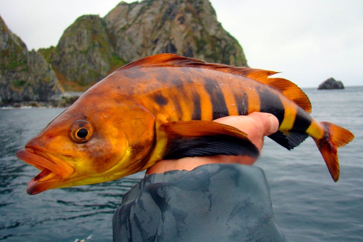 Рыба охотского моря