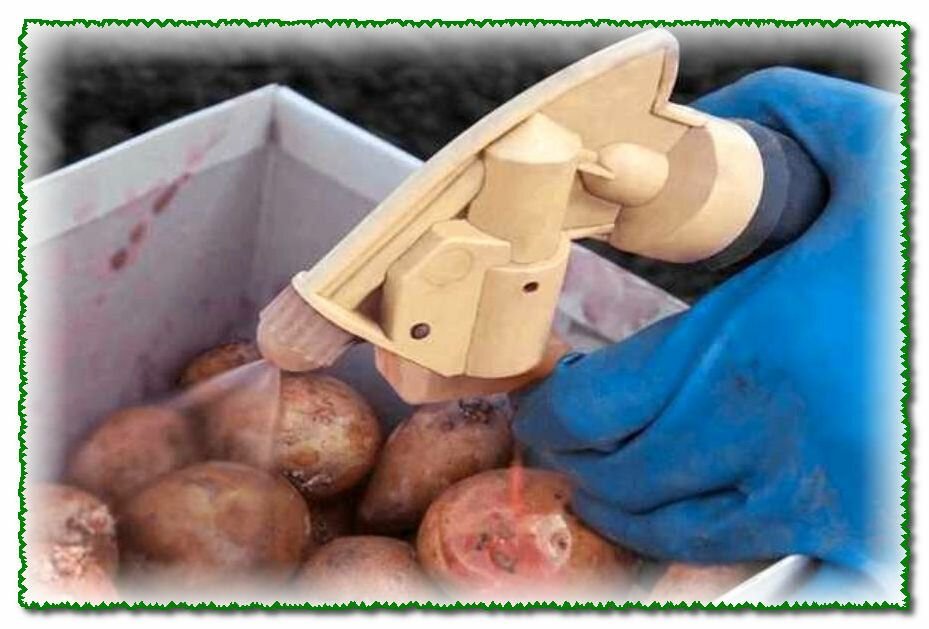 Чем обработать картофель от фитофторы перед посадкой