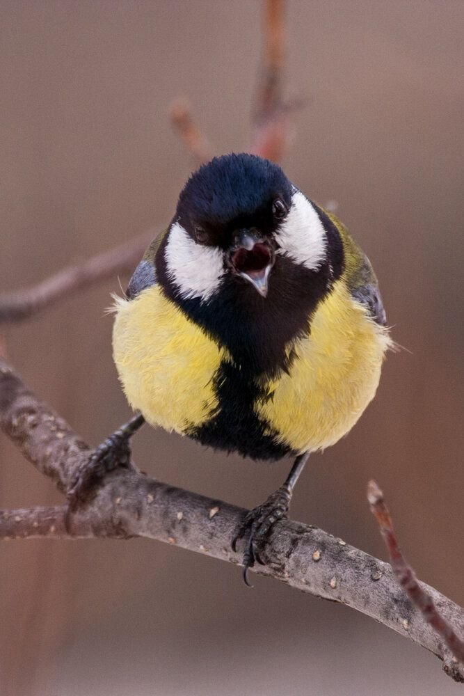 Птица синица. Птица синица большая. Синица Parus Major. Лазоревка и большая синица. Сеница или синица птица.