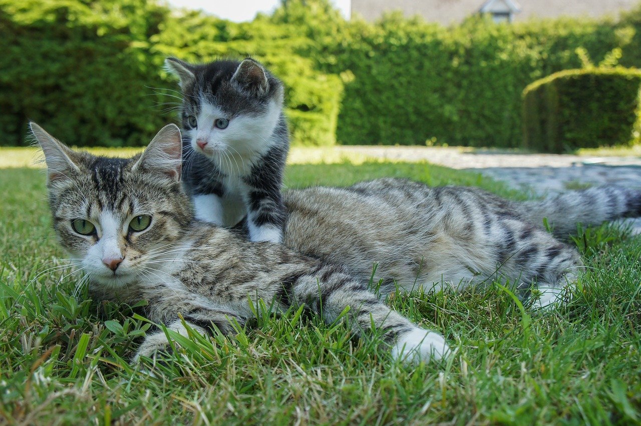 Фото кошки с котенком