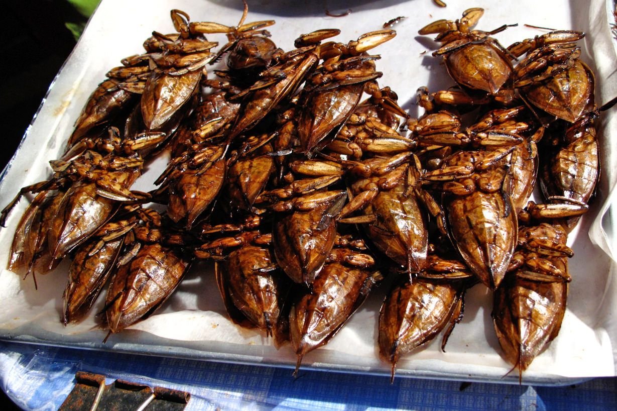 жареные червяки в тайланде