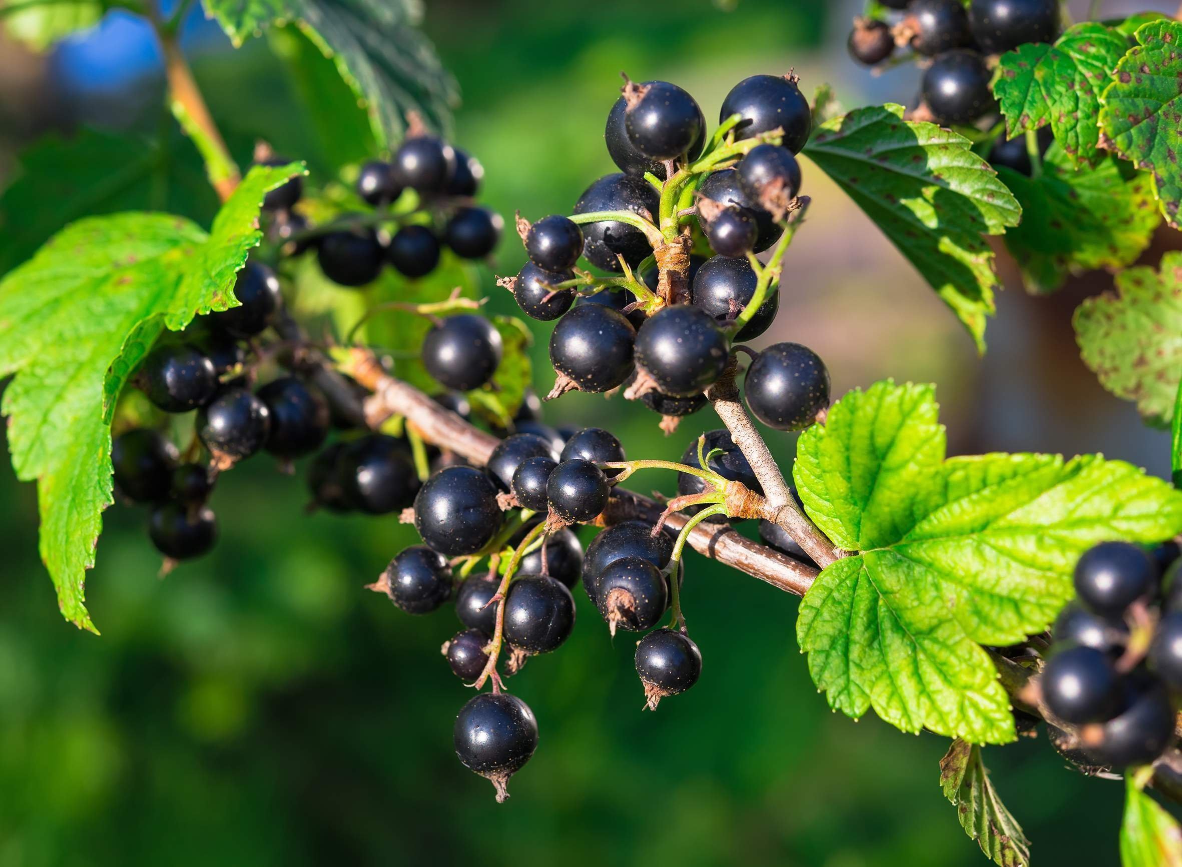 Black currant. Смородина Изюмная. Смородина золотистая Изюмная. Смородина черная Дашковская. Смородина чёрная искушение.