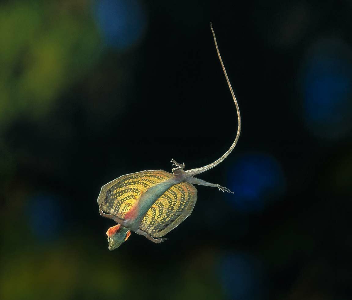 Летучий дракон (Draco volans)