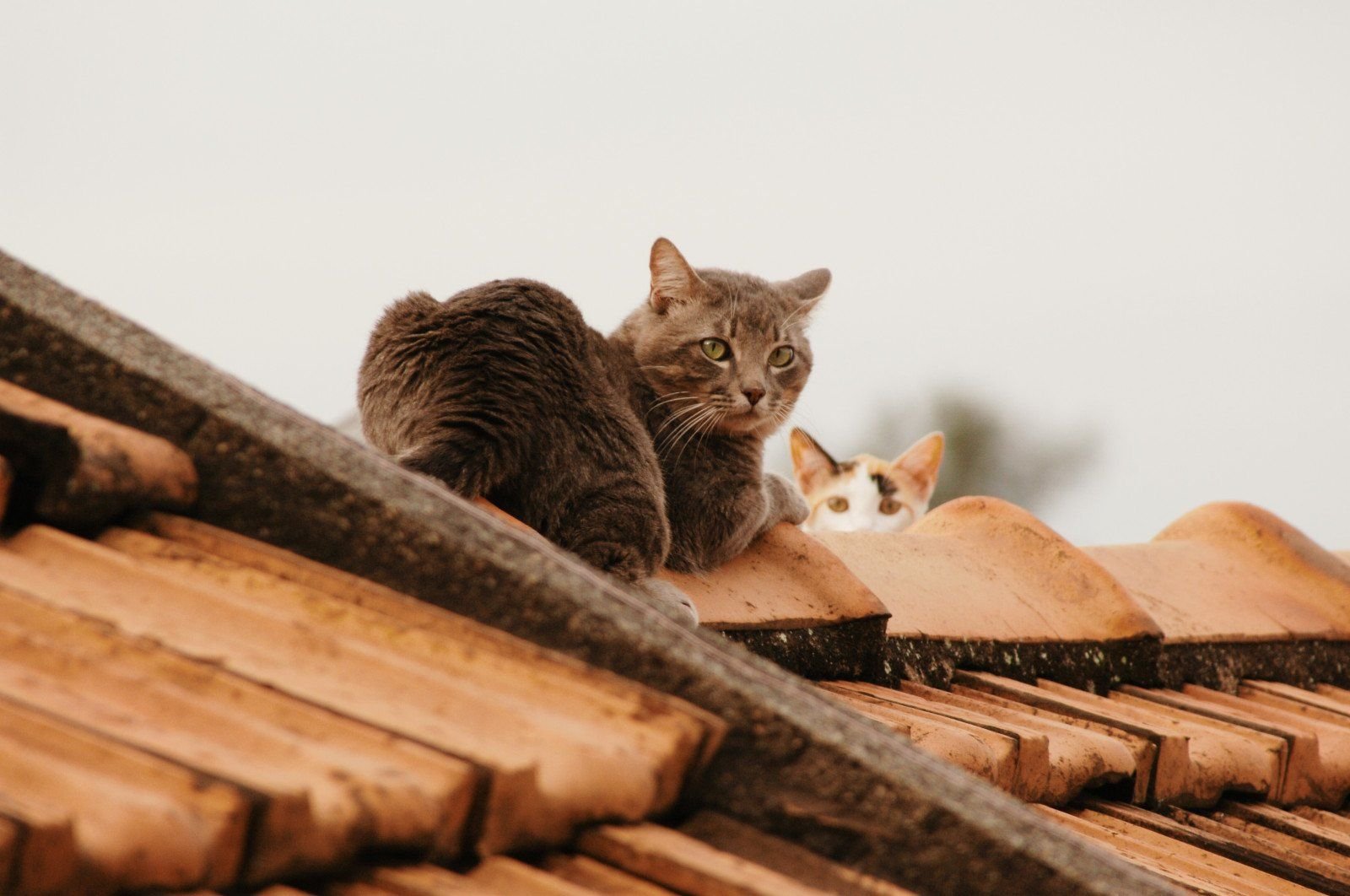 кот гуляет по крыше. кошка на крыше дома. фигурка кота на крышу дома. кошка на крыше дома. кошки на крыше.