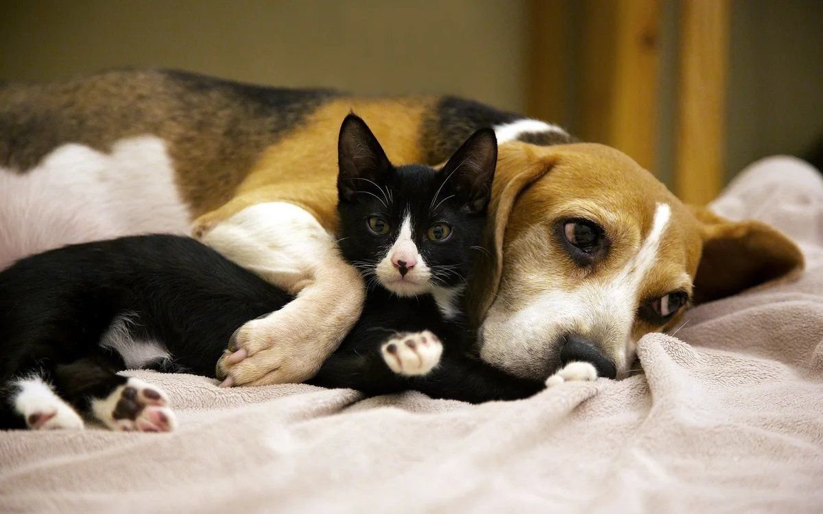 Дружба Кота И Собаки