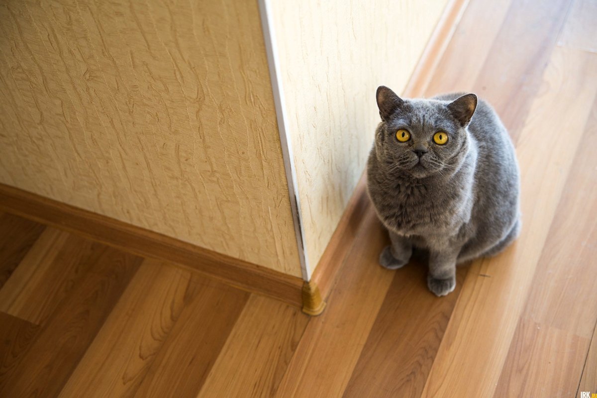 Кот метит в квартире